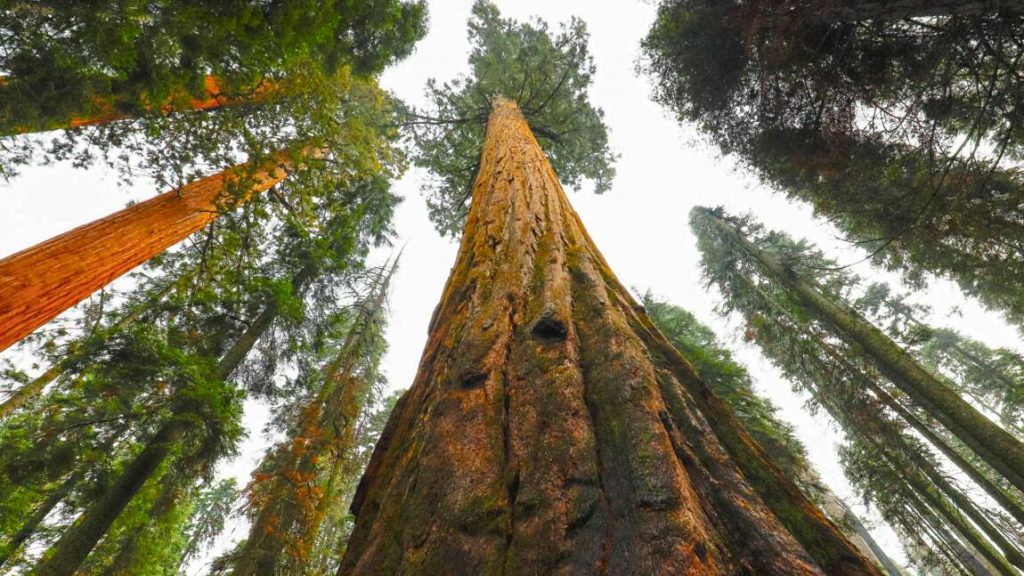 sequoia EcoTree