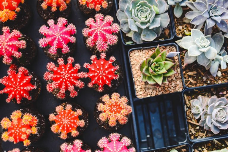 Le jardinage offre de précieux effets positifs sur la santé.