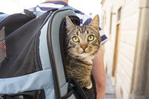 Avec un sac de transport spécialement conçu, les déplacements du chat sont plus sereins.