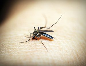 Les moustiques sont de plus en plus présents longtemps dans l'Hexagone