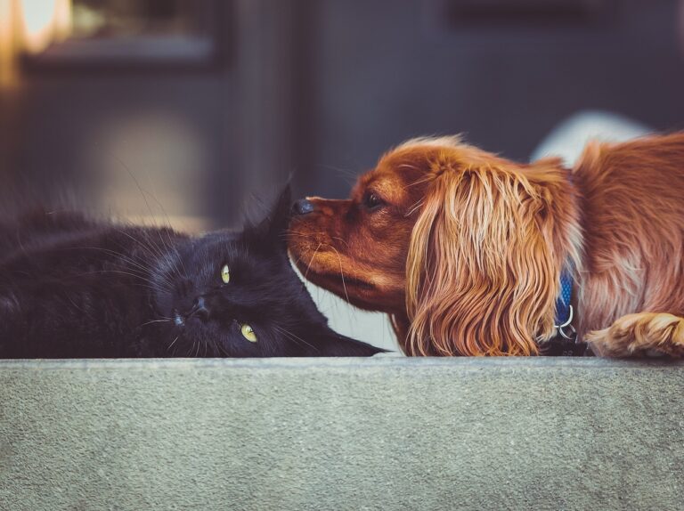 chien et chat