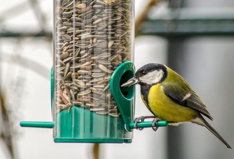 S’occuper de son jardin/terrasse pendant l’hiver : Que faire ?