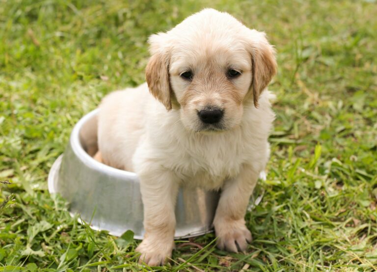 Un labrador chiot