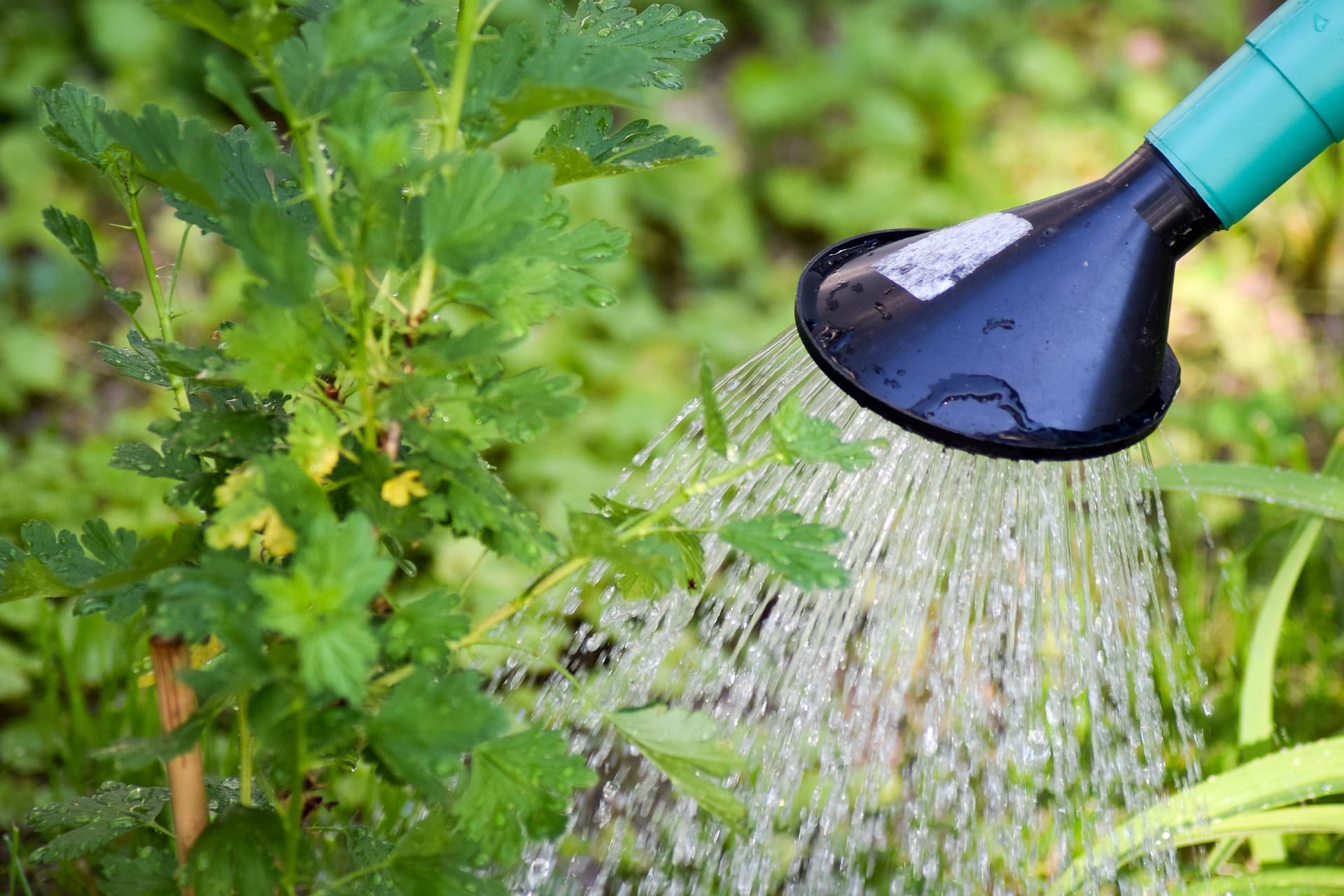 Des conseils pour prévenir la sécheresse au jardin