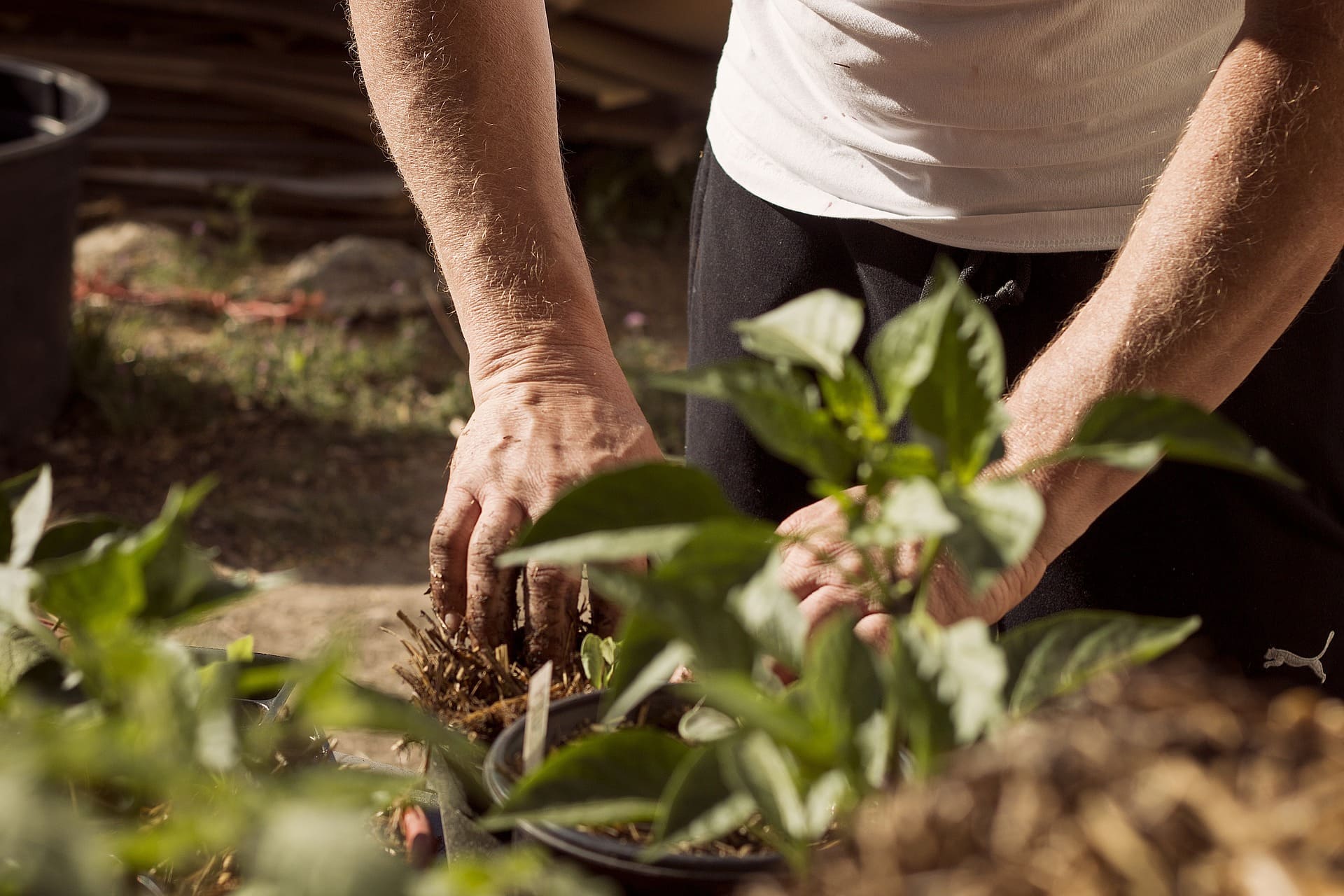 Au printemps, un homme fait des plantations dans son jardin