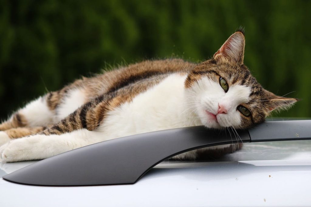 Voyager avec son chat : conseils et précautions à prendre