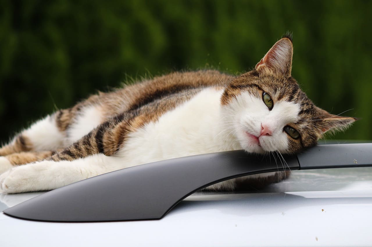 Voyager avec son chat : conseils et précautions à prendre