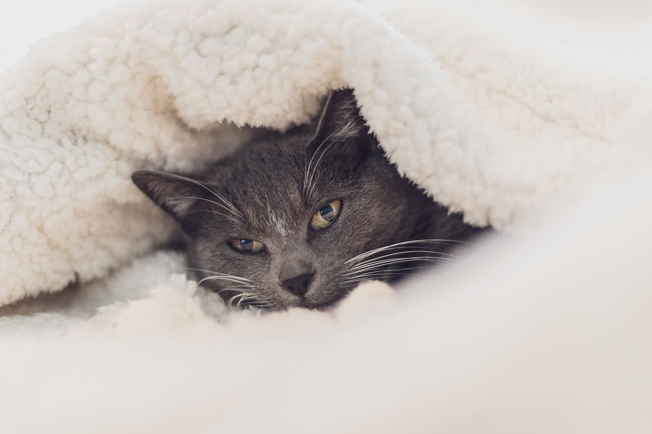 Chaleur : protégez votre animal