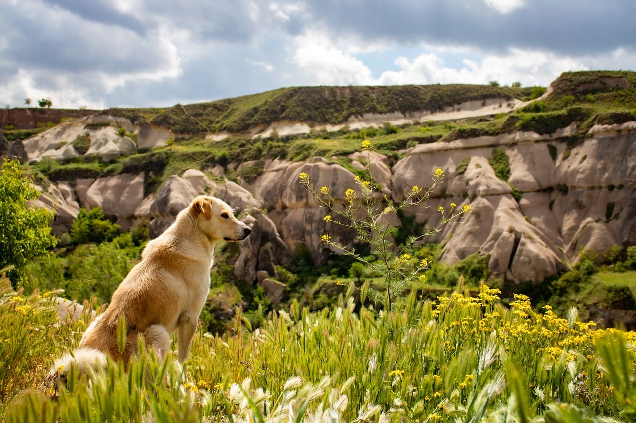 Partir avec son chien en été : mer ou montagne ?