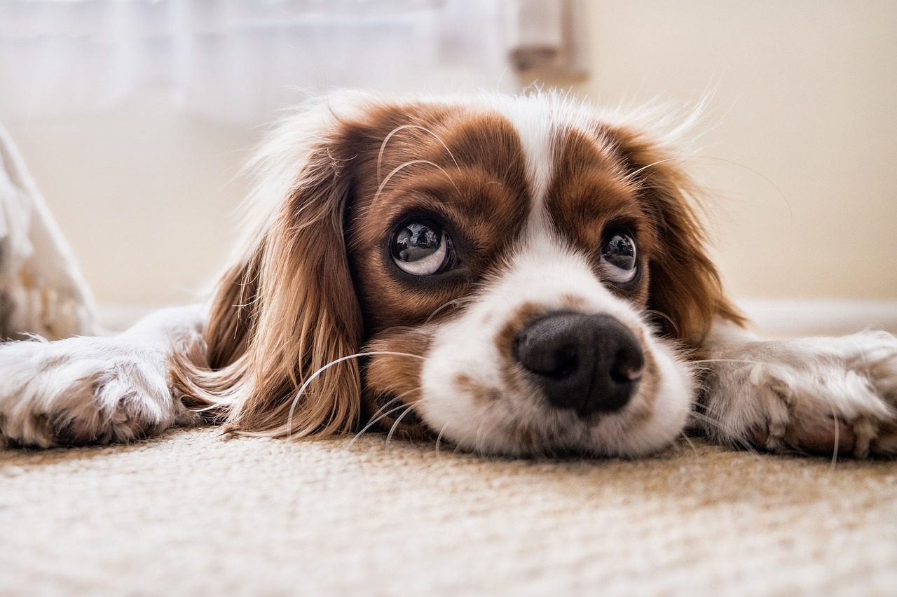 Les meilleures gamelles pour chien