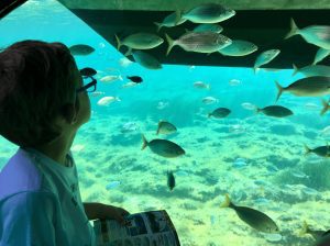 activité, été, fonds marins, bateaux bulles français