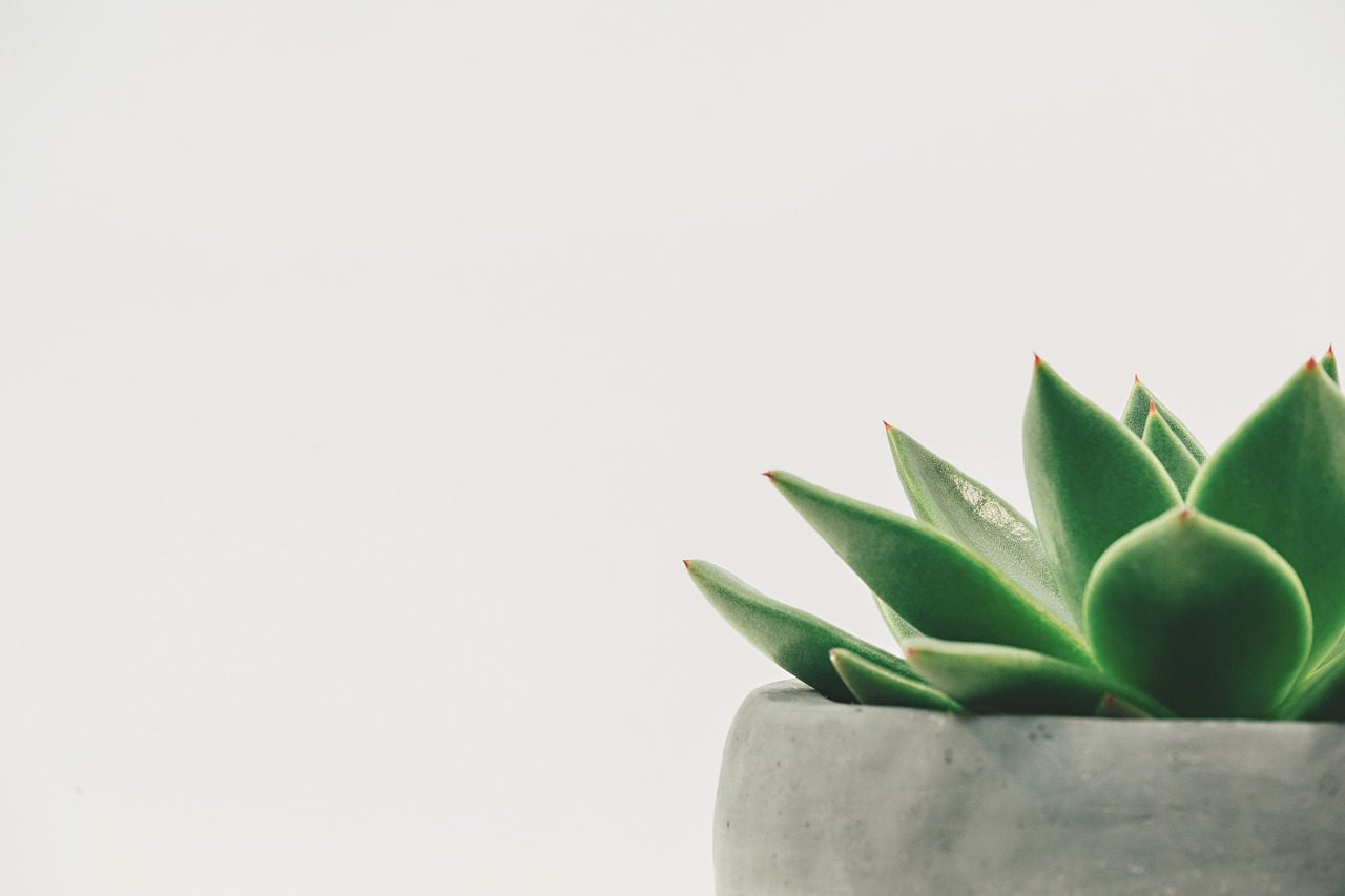 Pour limiter la pollution intérieure, mettez des plantes chez vous