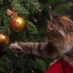 Noël : attention danger pour vos animaux