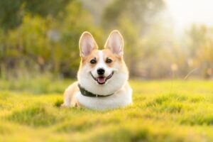 Chien corgi dans l'herbe