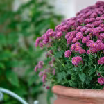 Toussaint : le prix des chrysanthèmes, les horaires des cimetières et l&rsquo;accès le 1er novembre