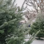 Sapin de Noël 2026 : les prix, naturel ou artificiel, et le bon moment pour l&rsquo;acheter