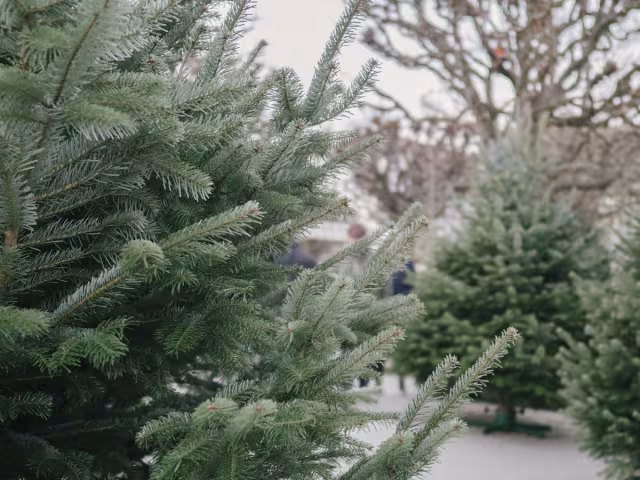 Sapin de Noël 2026 : les prix, naturel ou artificiel, et le bon moment pour l&rsquo;acheter